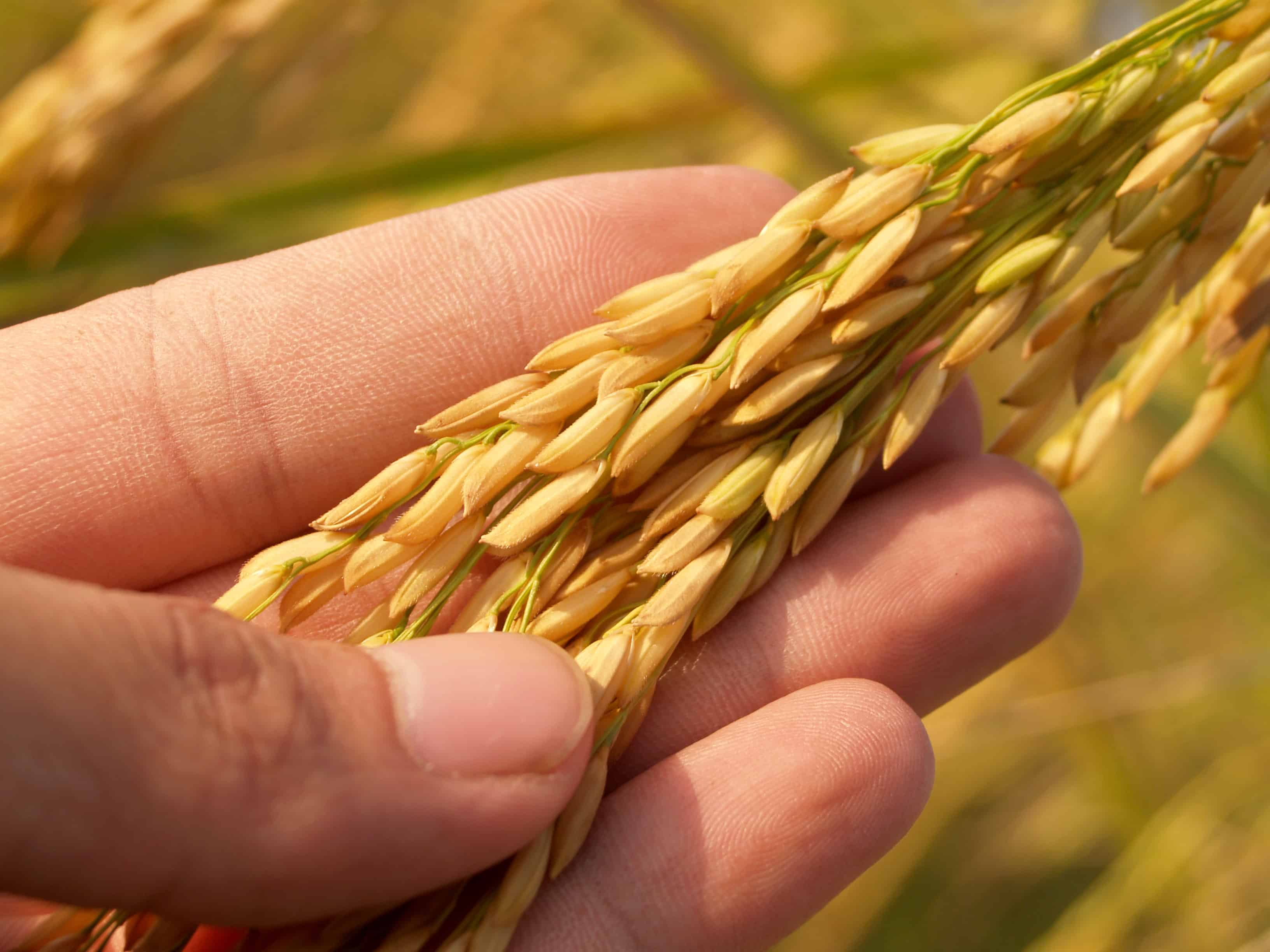 GMO grain on farm