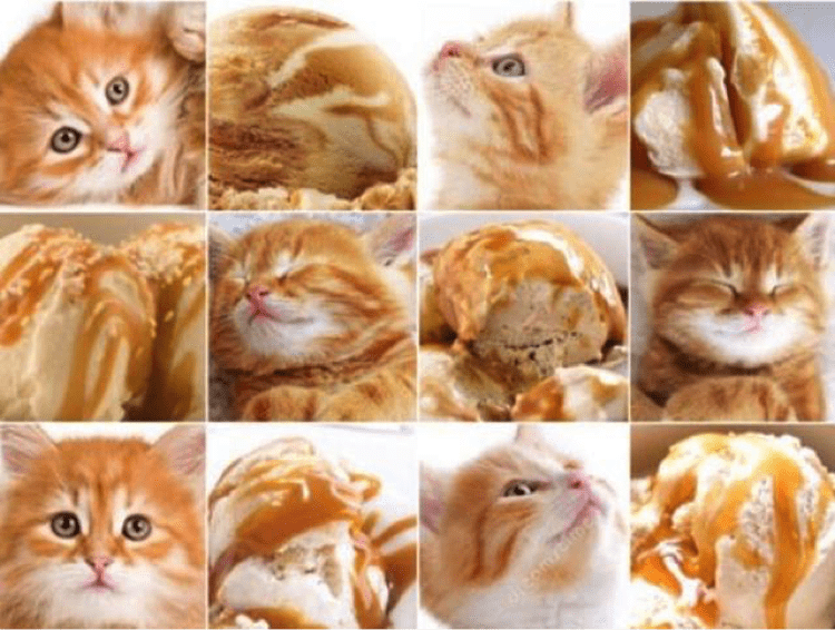 funny pic of cats and food