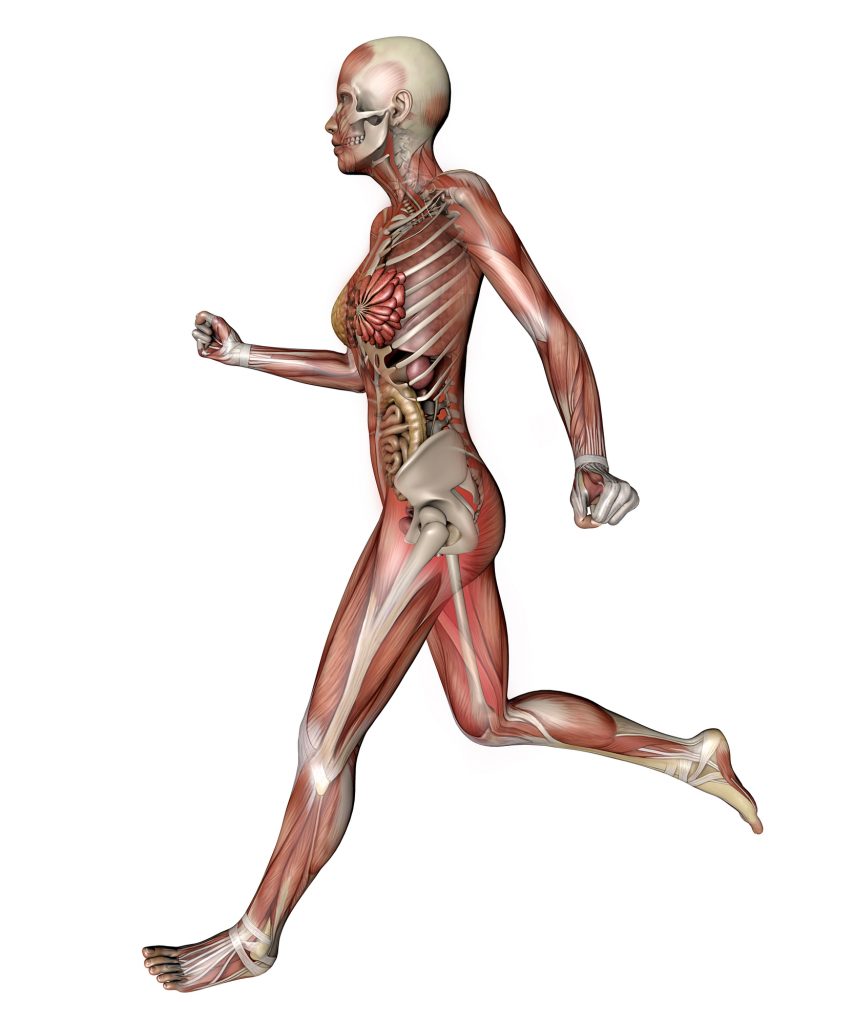 How does running change your body shape?